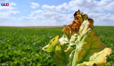 Vers le retour d'un pesticide interdit en France : la liste des reculs pour l'environnement va encore s'allonger...