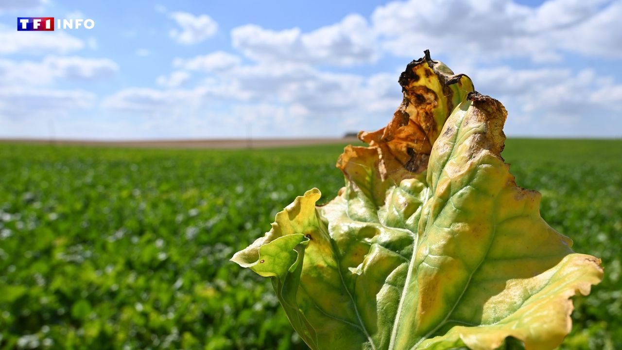 Vers le retour d'un pesticide interdit en France : la liste des reculs pour l'environnement va encore s'allonger...