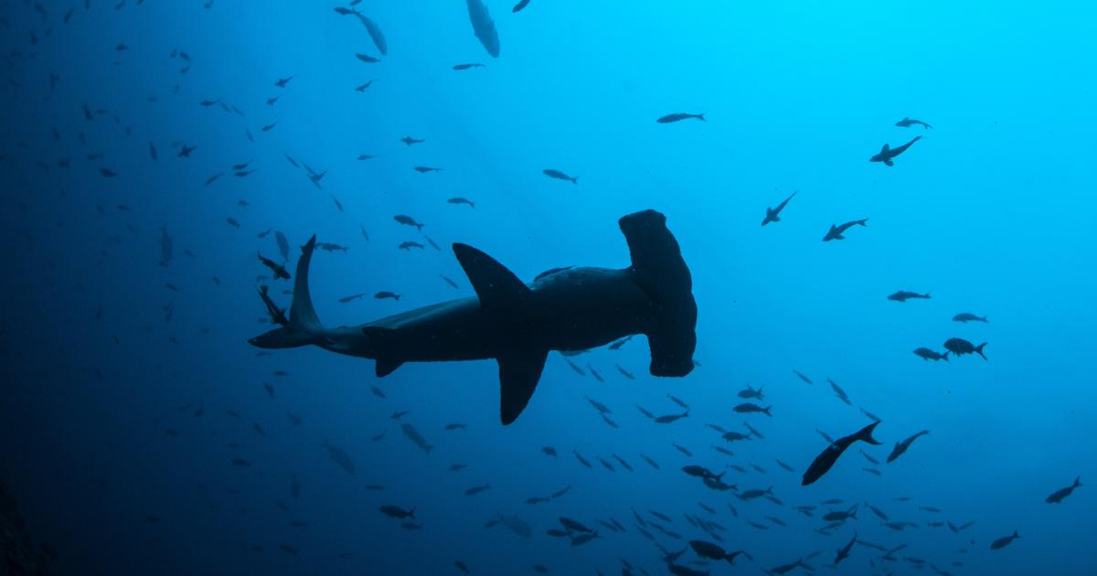 un enfant de sept ans gravement blessé par un requin