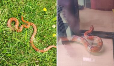 Un serpent de près d'un mètre de long se promène à proximité d'un parc de loisirs à Maromme