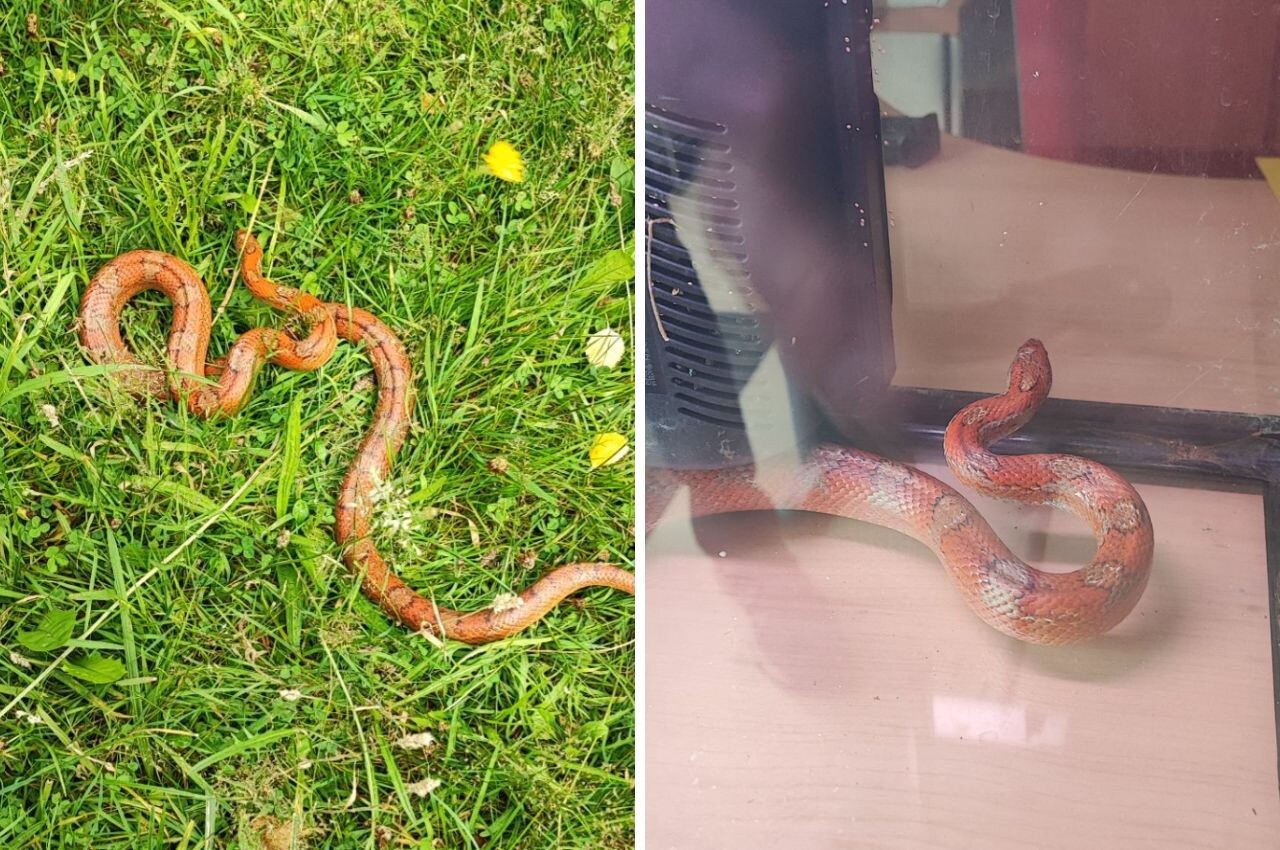 Un serpent de près d'un mètre de long se promène à proximité d'un parc de loisirs à Maromme