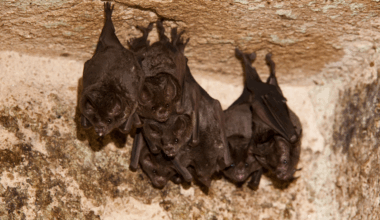 gazage de 200 chauves-souris, un élu saisit la justice