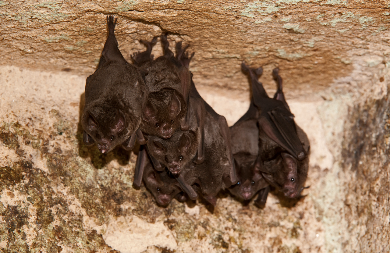 gazage de 200 chauves-souris, un élu saisit la justice