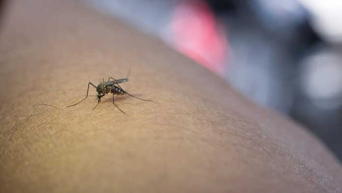 cas autochtones dengue france auvergne rhone alpes Ma Santé Un moustique contaminé par la dengue en train de piquer un Français.