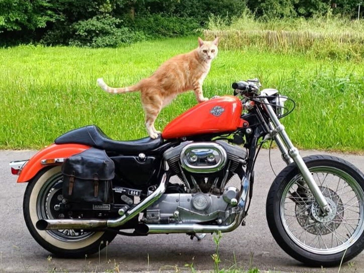 Disparu il y a 8 ans près de Nantes, le chat Éclair menait en fait une vie de "pacha"