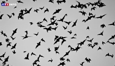200 chauves-souris euthanasiées au zoo de Montpellier, un élu porte plainte