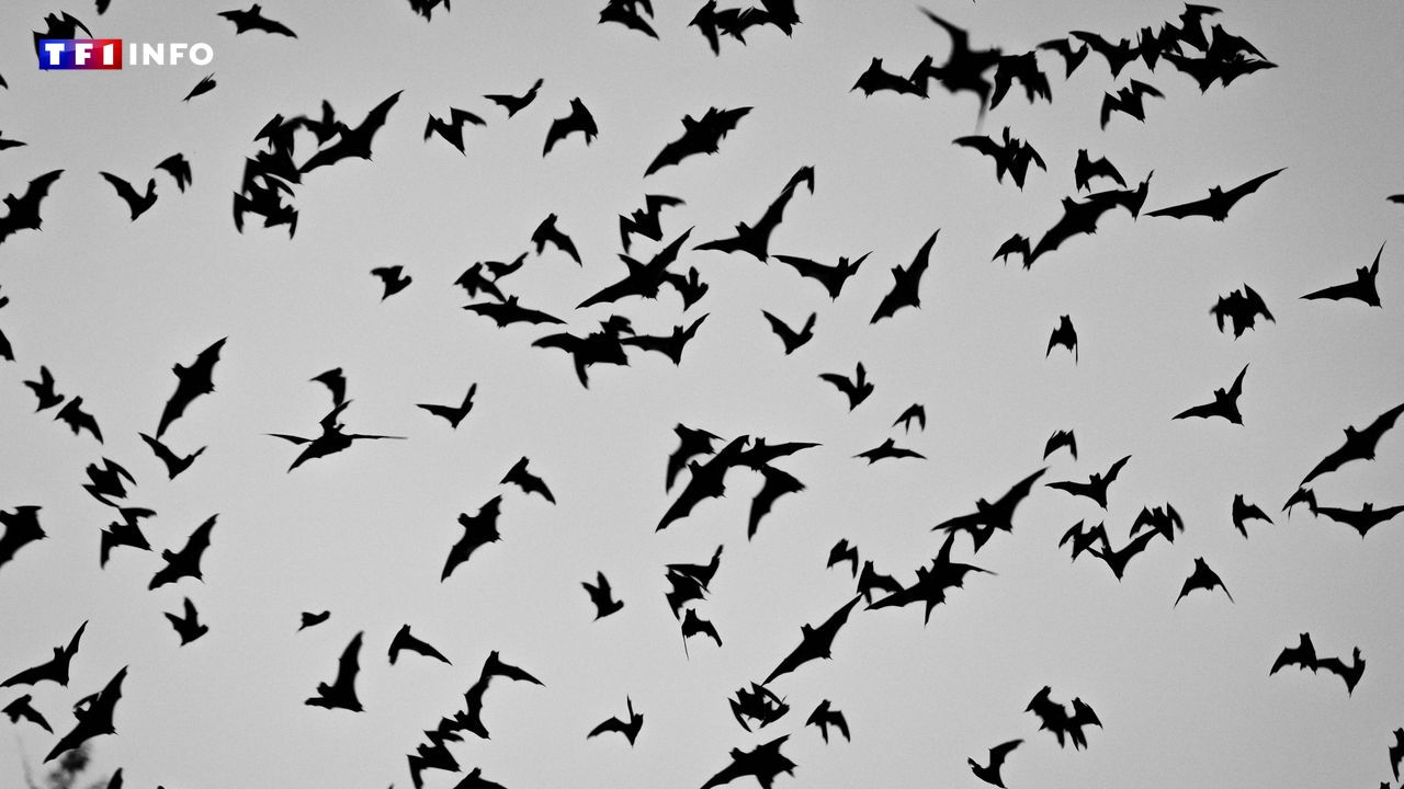 200 chauves-souris euthanasiées au zoo de Montpellier, un élu porte plainte