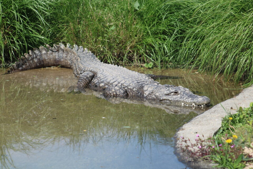 Les deux crocodiles du zoo de Lyon ont été déplacés vers un refuge en 2023.