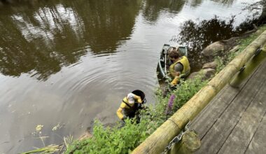 c'est quoi la jussie, cette plante invasive ?