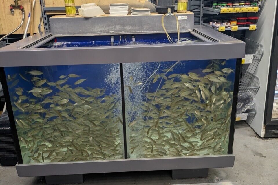 Légende photo : Les poissons vivants vendus au Decathlon de Colomiers (ci-dessus, en mai 2025 ne sont pas du goût de cette association