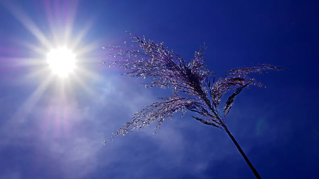 Image d'illustration de la canicule