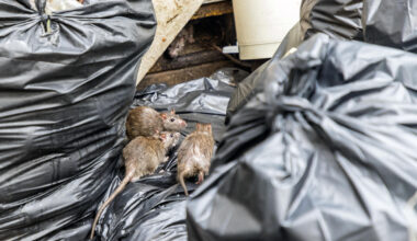 Lyon. Les rats inquiètent dans ce quartier populaire, 400 rongeurs attrapés en peu de temps