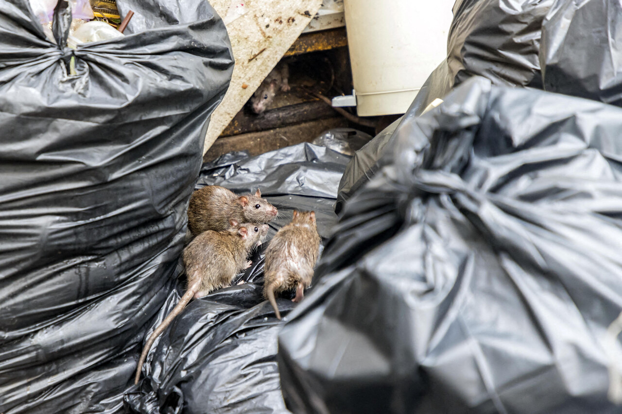 Lyon. Les rats inquiètent dans ce quartier populaire, 400 rongeurs attrapés en peu de temps