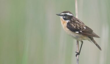 Ces 5 oiseaux ponctuent votre jardin d’un signal de biodiversité