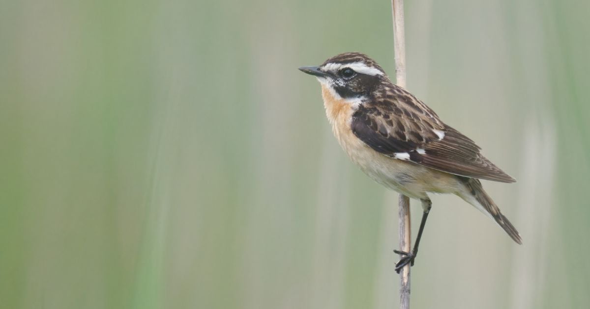 Ces 5 oiseaux ponctuent votre jardin d’un signal de biodiversité