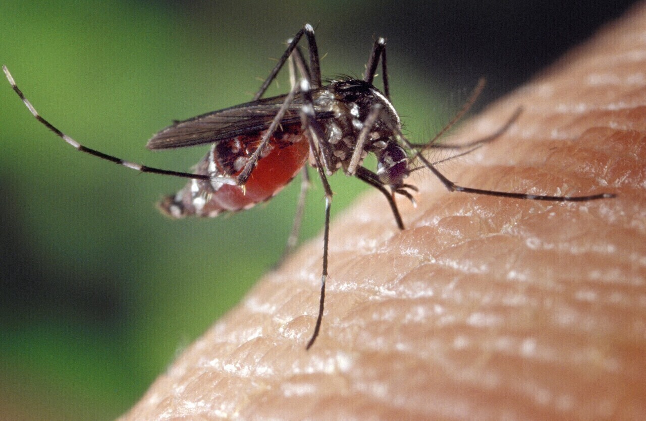 opération de démoustication près de Nantes après un cas de dengue