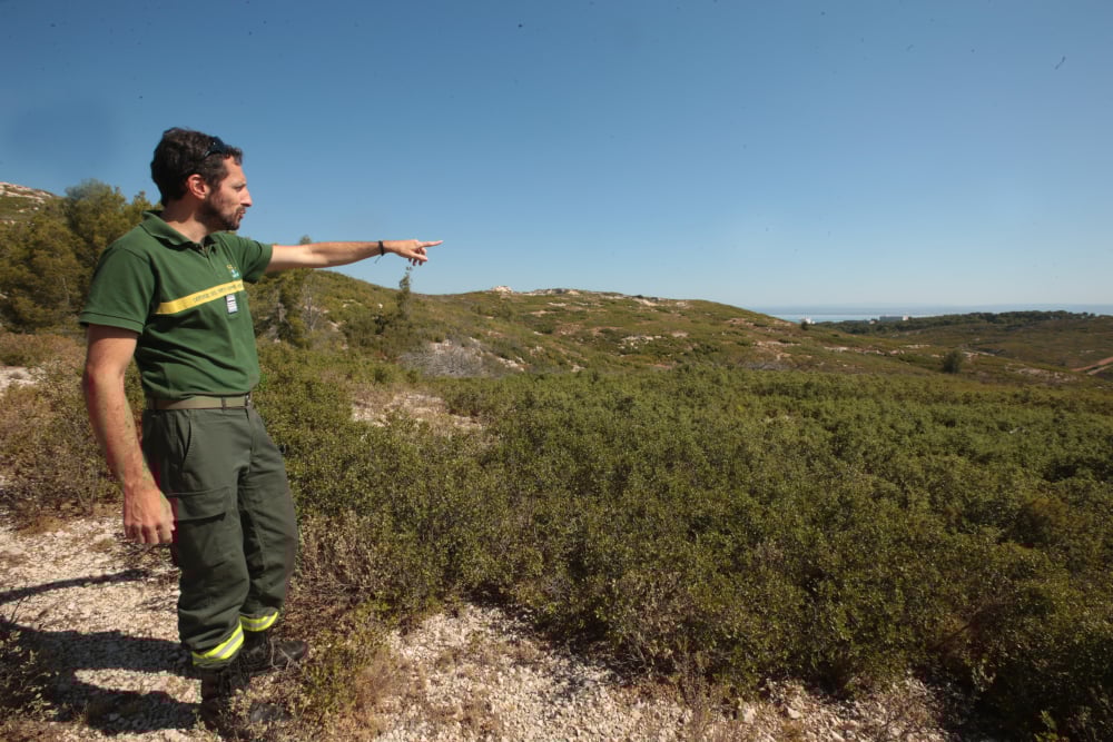Après le feu de forêt des Pennes-Mirabeau et Marseille, l’urgence est-elle de replanter ?