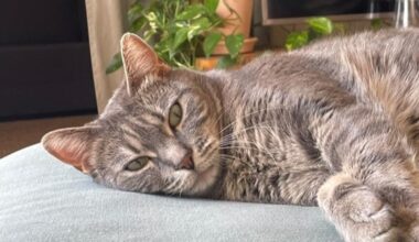 ce chat est resté bloqué 9 jours entre deux rayons d'une supérette