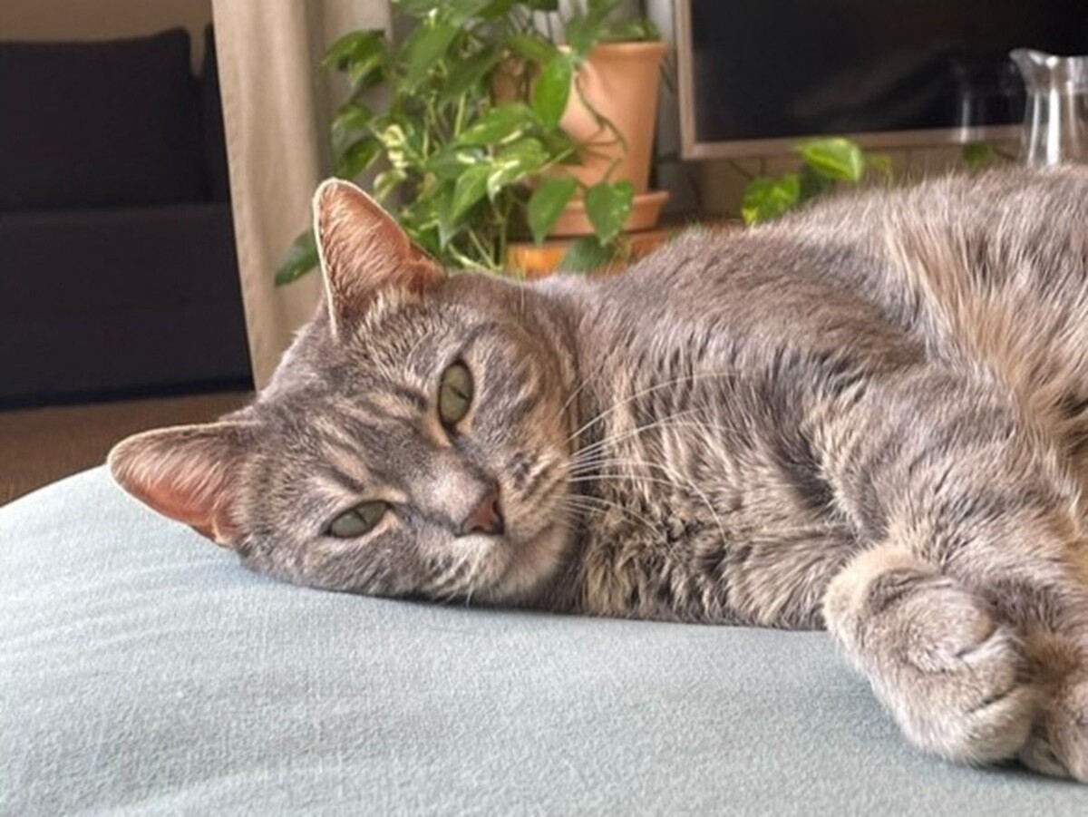 ce chat est resté bloqué 9 jours entre deux rayons d'une supérette