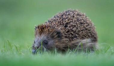 Les Franciliens peuvent agir simplement pour le bien des animaux sauvages en été