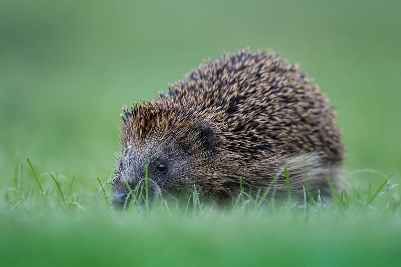Les Franciliens peuvent agir simplement pour le bien des animaux sauvages en été