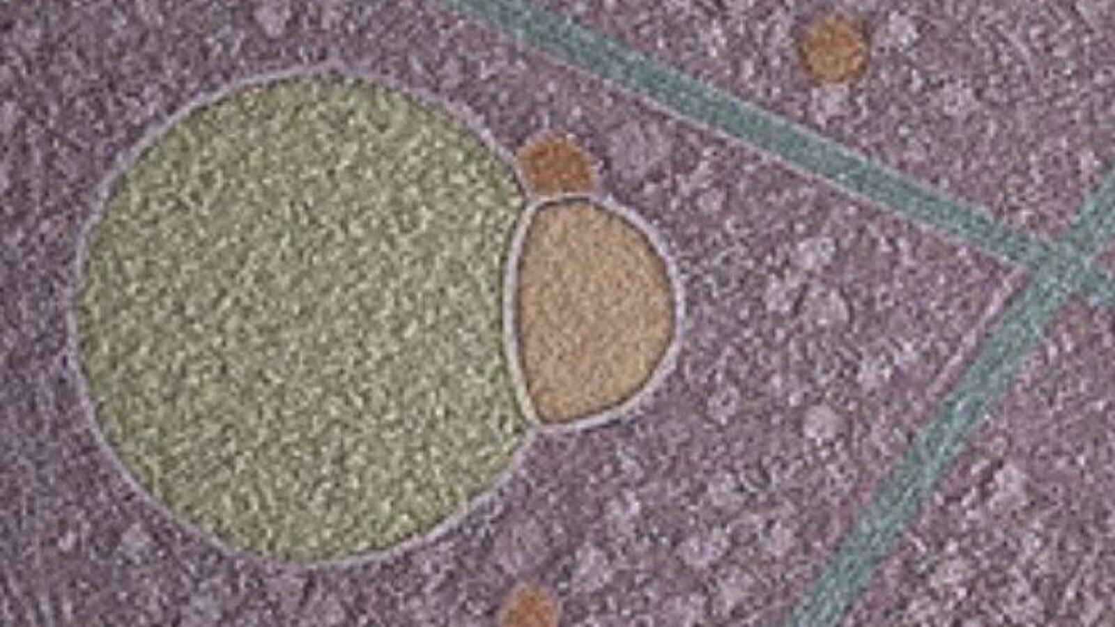 Des chercheurs découvrent une nouvelle structure cruciale cachée dans nos cellules