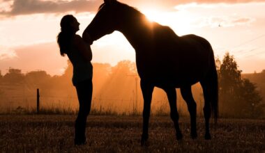 Une entreprise propose de la garde de chevaux à domicile
