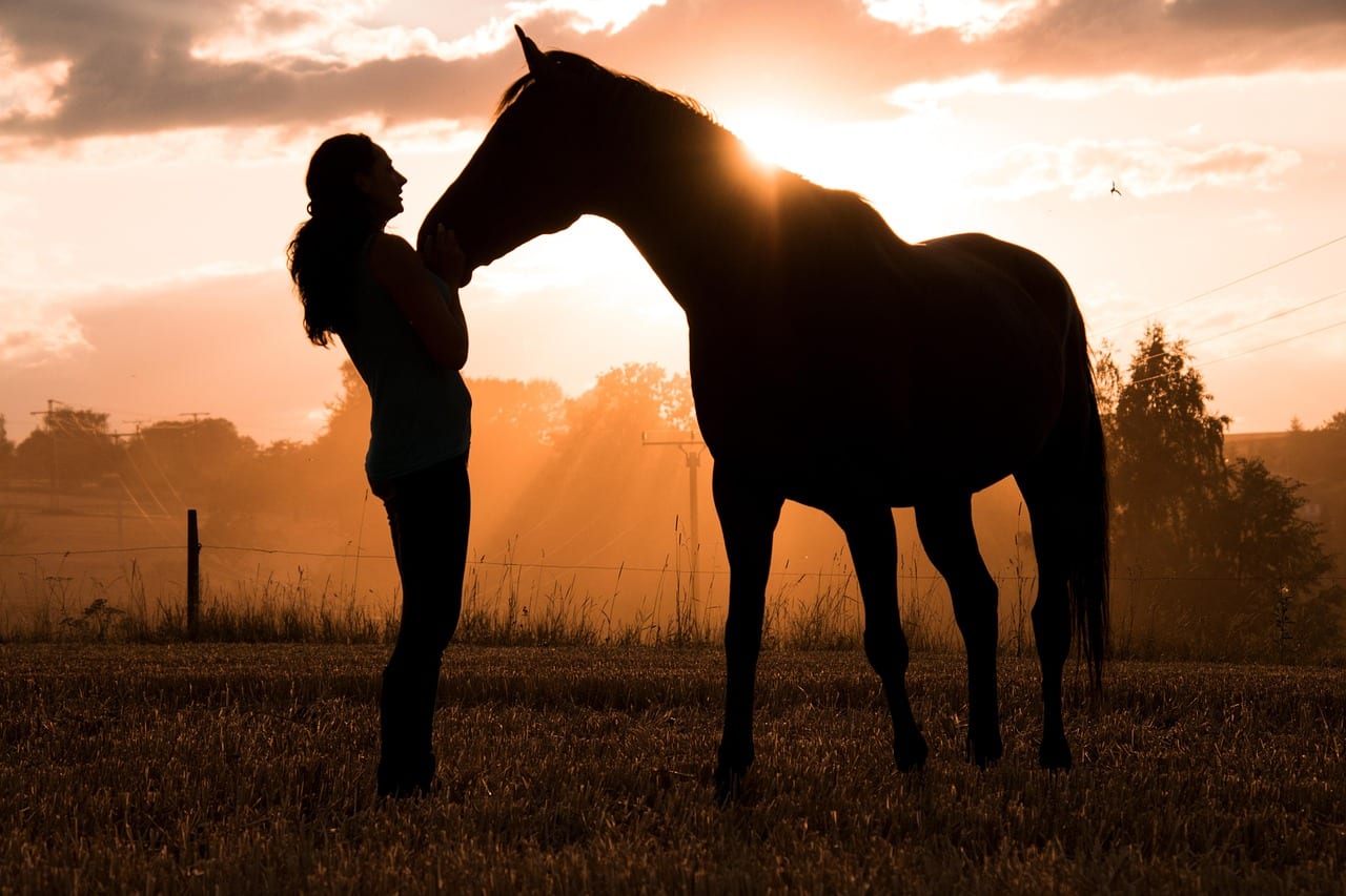 Une entreprise propose de la garde de chevaux à domicile