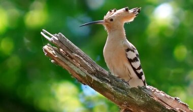 Derniers jours pour repérer cet oiseau en Île-de-France !
