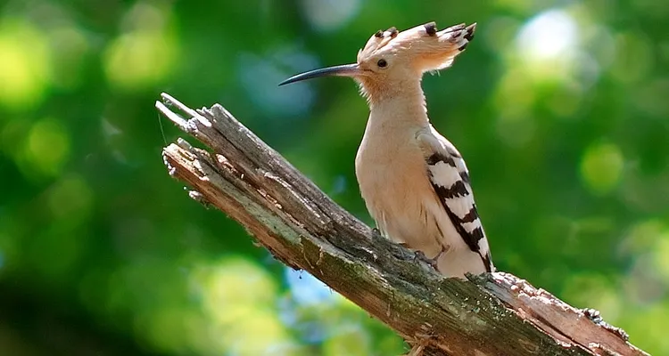 Derniers jours pour repérer cet oiseau en Île-de-France !