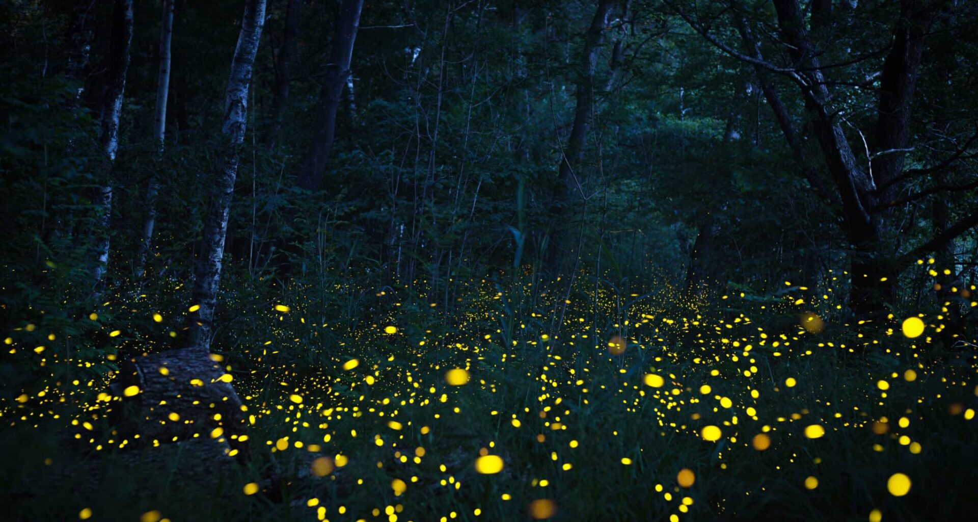 lucioles