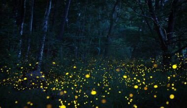lucioles