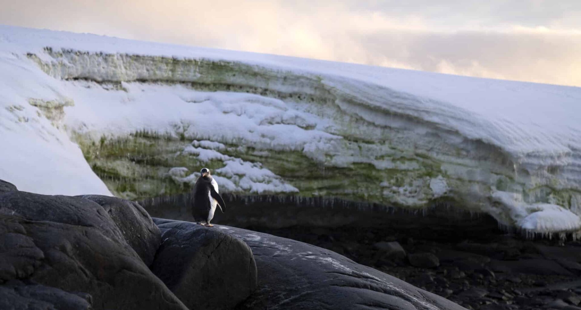 antarctique