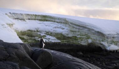 antarctique