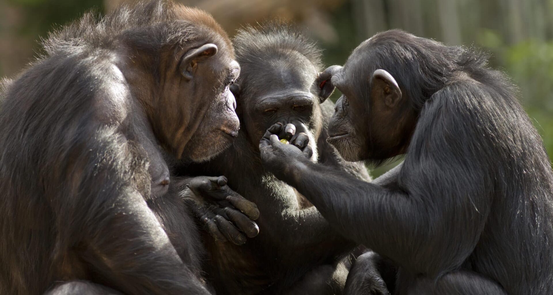 chimpanzés