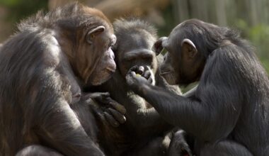 chimpanzés