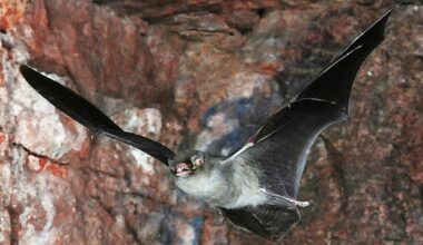 Un élu porte plainte après l’euthanasie de 200 chauves-souris au zoo de Montpellier