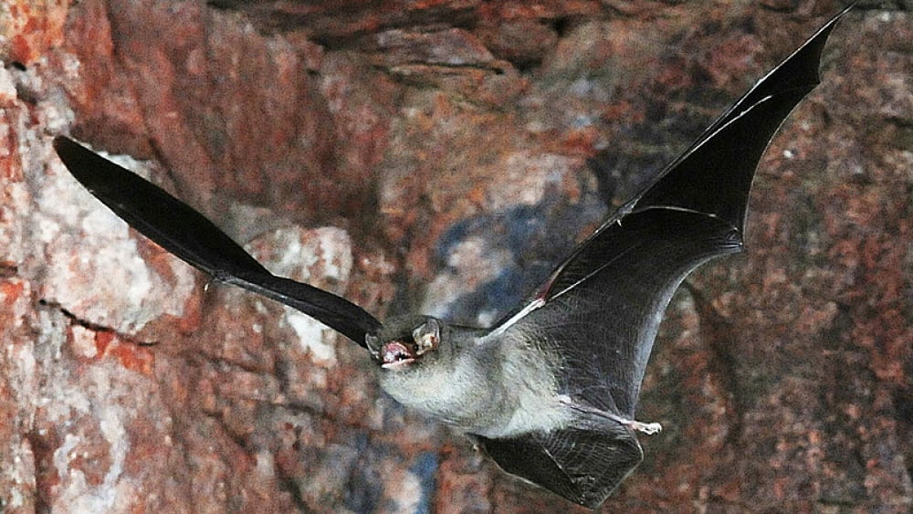 Un élu porte plainte après l’euthanasie de 200 chauves-souris au zoo de Montpellier