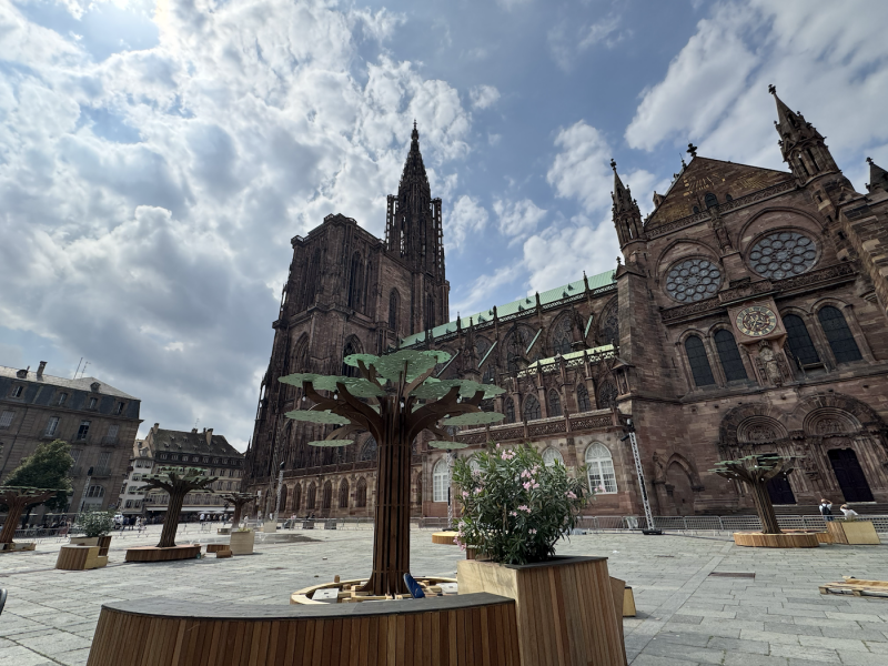 forêt cathédrale immersive