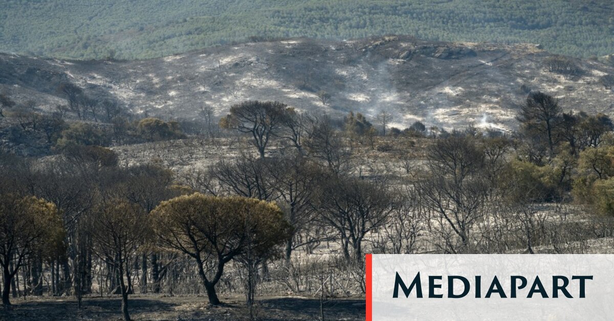 Incendies : dans l’Aude, les agriculteurs dans le piège de feux impossibles à fuir