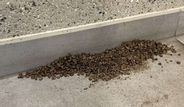 Des insectes envahissent leurs logements dans le quartier Flaubert à Rouen : « Tout est infesté »
