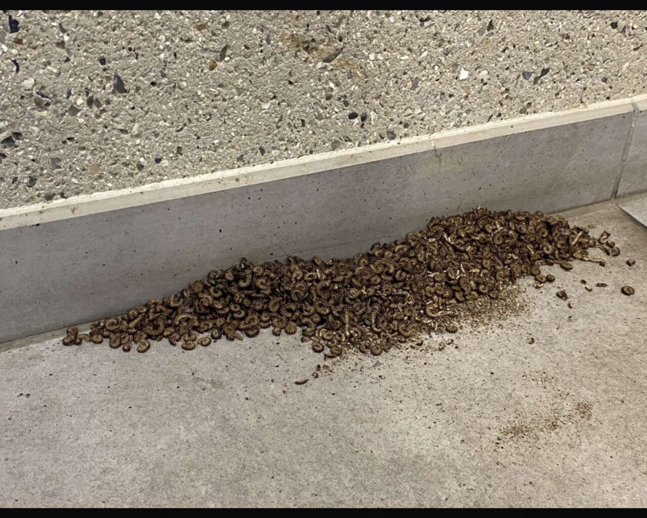 Des insectes envahissent leurs logements dans le quartier Flaubert à Rouen : « Tout est infesté »