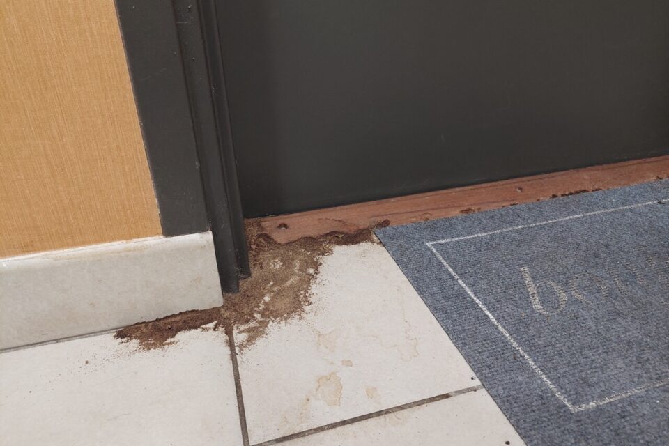 Certains voisins utilisent du café pour éloigner les insectes.
