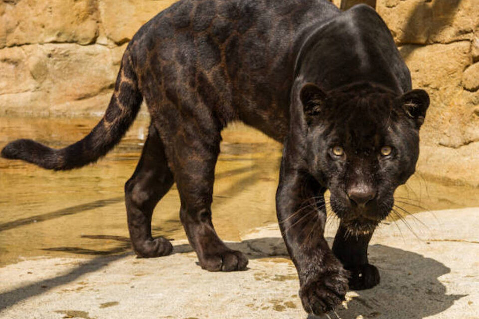 Un puma noir qu'un témoin a cru apercevoir dans le bois de Montmaur 