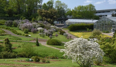 le Phallus de Titan star du jardin botanique