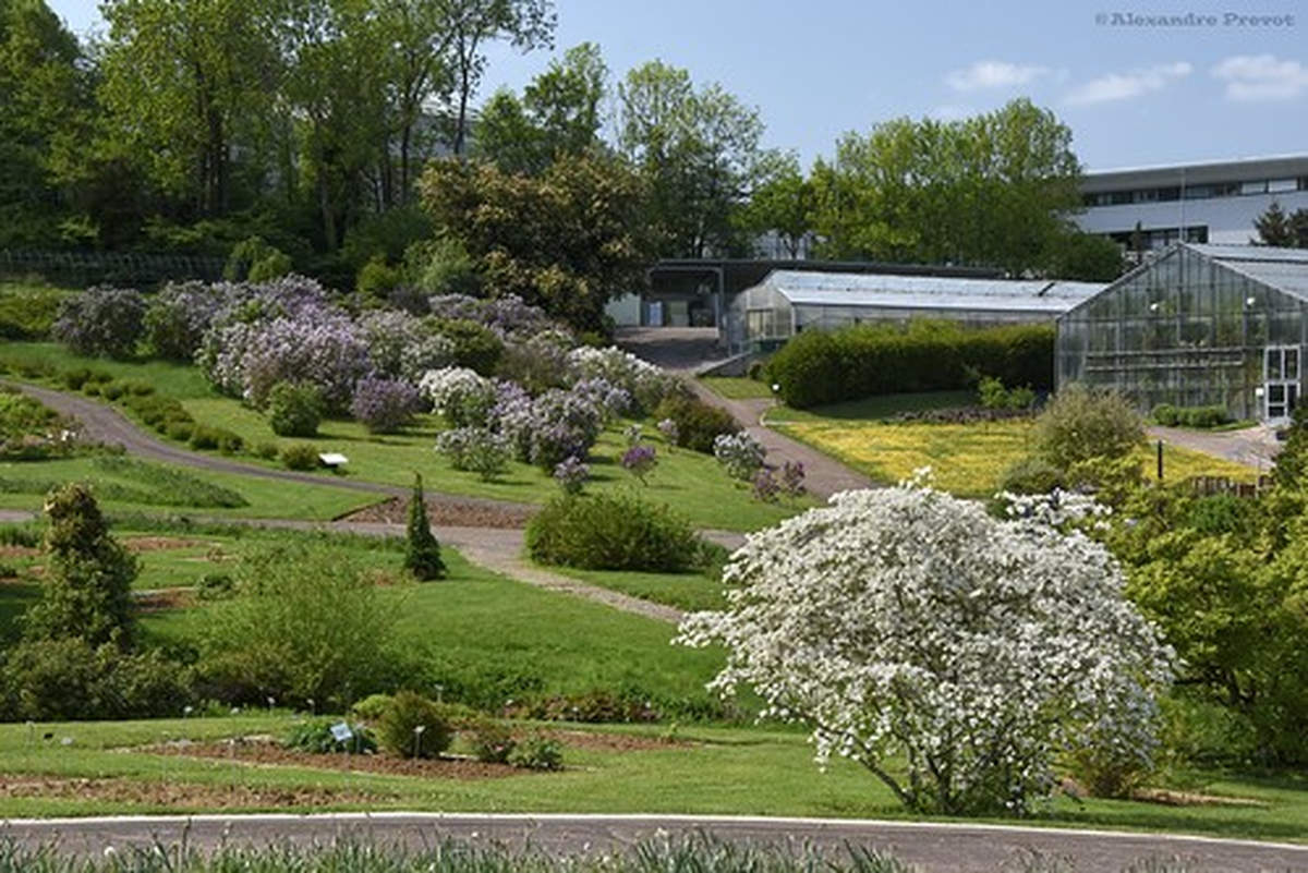 le Phallus de Titan star du jardin botanique