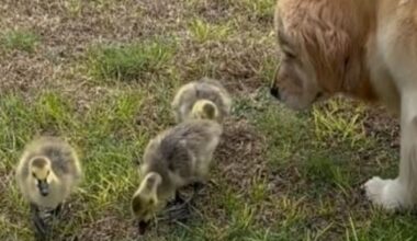 "Je ne peux pas arrêter de regarder cette vidéo !", un Golden Retriever se transforme en nounou pour des oies orphelines (vidéo)