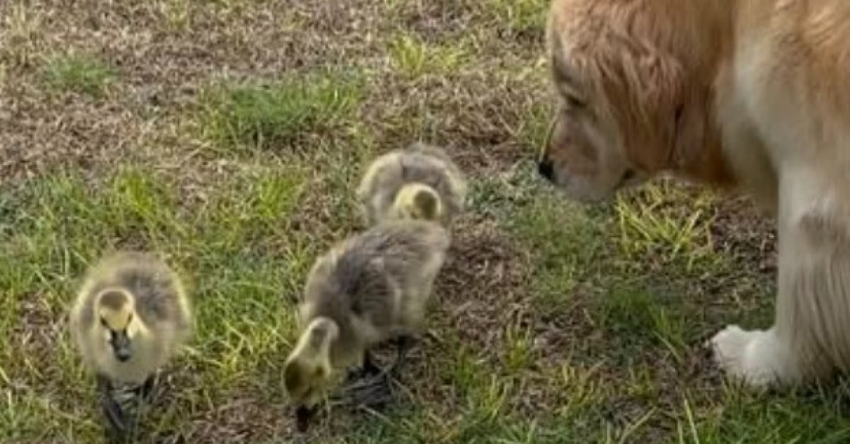 "Je ne peux pas arrêter de regarder cette vidéo !", un Golden Retriever se transforme en nounou pour des oies orphelines (vidéo)