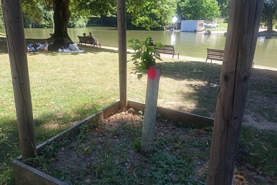 Un jeune arbre a été vandalisé non loin.