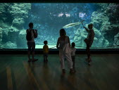 La fosse aux requins de l'Aquarium de Lyon à La Mulatière. Photo Maxime Jegat